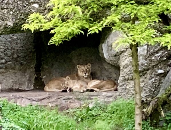 Die Löwinnen vom Zürich Zoo liegen auf einem Felsen.